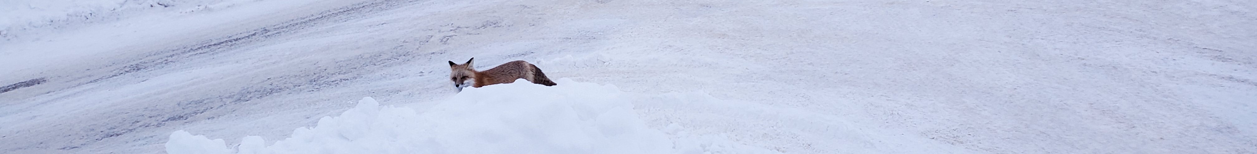 Fox looking from behind snowbank