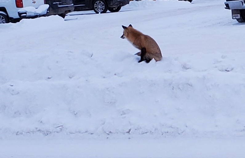 Fox sitting on top of snowbank, waiting.